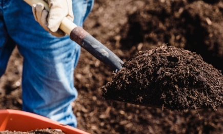 Используйте место с пользой: что посадить на компостной яме