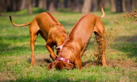 Это легче, чем вам кажется: 5 способов отучить собаку рыть ямы