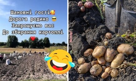 Спина болит от одной только мысли: анекдоты, приколы, шутки и мемы об осенней уборке картофеля