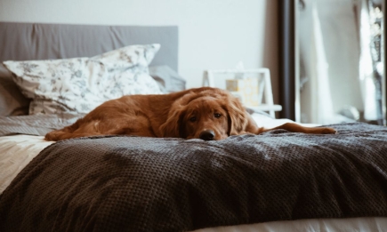 Без стресса для собаки и ваших слез: как правильно приучать любимца оставаться дома