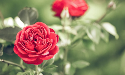 Спасите розы от тли: действенные народные методы борьбы с вредителем