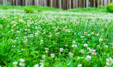 Якщо хочете красивий газон - просто посійте це дешеве насіння: без мороки і підживлень