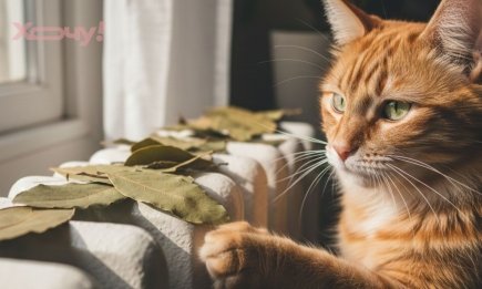 Три лаврушки под подушку, еще две – на батарею: эффект увидите сами!