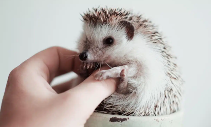 Настільки маленькі, що загубляться на долоні! 5 крихітних тварин, яких можна тримати в квартирі