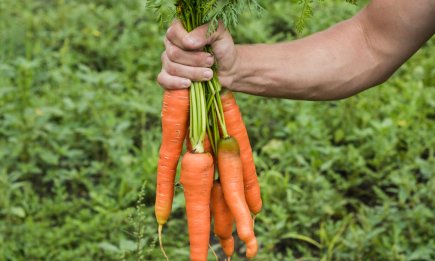 Названо єдиний день у вересні, коли не можна копати моркву