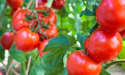 Просто посипте цим землю: одне копійчане підживлення змусить томати дати щедрий урожай