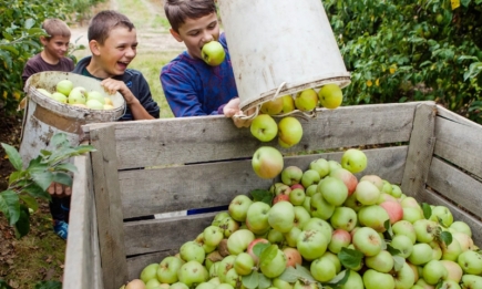 Все залежить від збору: коли і як збирати яблука, щоб долежали до весни
