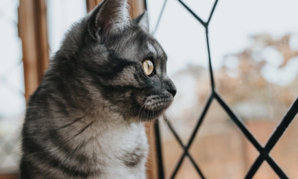 От несчастья до катастроф: как коты знают, когда ждать беды