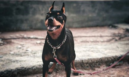 Животных больше нельзя держать на привязи без выгула: что изменит новый закон в Украине