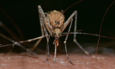Жодного комара у радіусі десятків метрів ви не побачите: 3 ефективних народних засоби