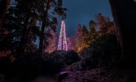 Ее украшали несколько дней с помощью спецтехники: невероятные факты о самой высокой рождественской елке планеты