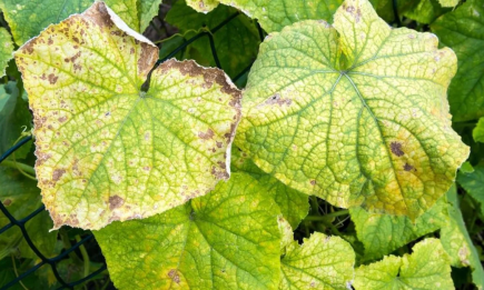 Чому жовтіє листя огірків: найпоширеніші причини та способи вирішення такої проблеми
