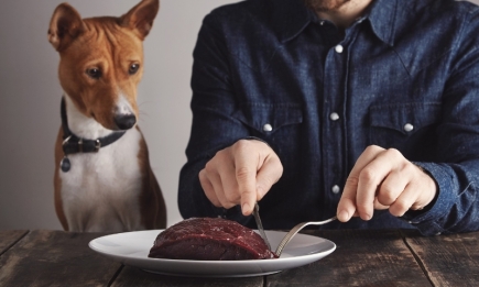 Сырое или вареное: какое мясо принесет собаке больше вреда, чем пользы