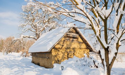 Почему яблони и виноград любят зимнюю "стрижку" и что еще нужно обрезать прямо сейчас