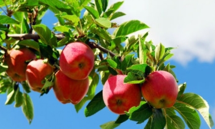 Яблочный спас: традиции праздника