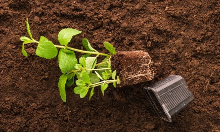 Битва за воду: почему ваш газон и тюльпаны умирают от жажды, а цветы — нет?