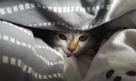 Ховається від стресу чи просто грається? Названо 6 причин, чому котики обожнюють ковдри
