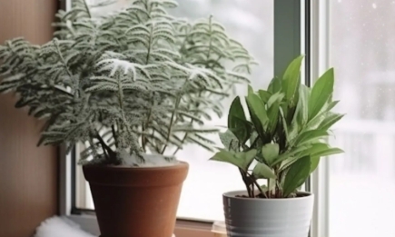 Один кусок специальной фольги – и вы спасете комнатные растения: зимний лайфхак для цветоводов