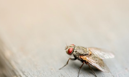Как избавиться от мух в доме? Простой лайфхак с фольгой, о котором знают только опытные хозяйки
