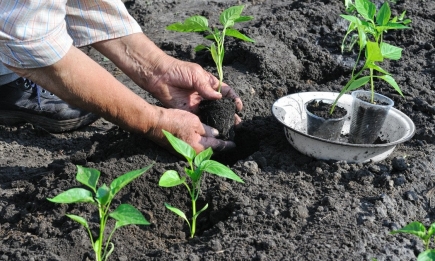 Що зробити з розсадою, щоб точно прижилась і виросла вдалою: як садити перець у відкритий ґрунт
