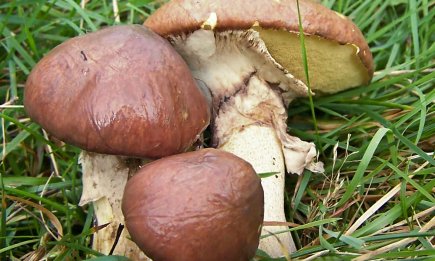 Если видите это дерево – рядом найдете кучу маслят: подсказки, где их искать