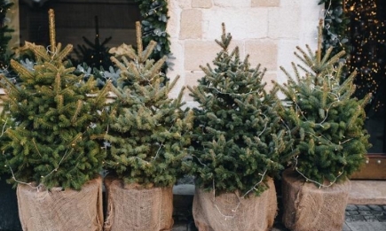 Не просто выбросить, а сделать что-то полезное: как избавиться от новогодней елки необычным способом
