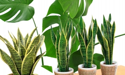 Модные комнатные растения для гостиной: пять вариантов