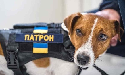 Любит сыр и служит в ГСЧС: 10 фактов об известной украинской собаке-сапере Патроне (ФОТО)