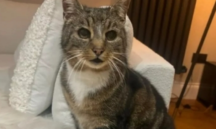 11 лет семья оплакивала пропавшего кота Тоби... а он внезапно вернулся! Это настоящее рождественское чудо‍