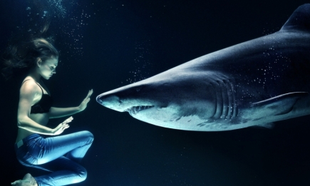 Слышит инфразвук и не имеет костей: шокирующие факты об акуле