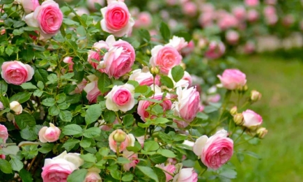 Дайте розе счастливую жизнь: как правильно высаживать новый куст осенью