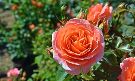 Щоб троянди цвіли та гарно росли: небажане сусідство для королеви саду