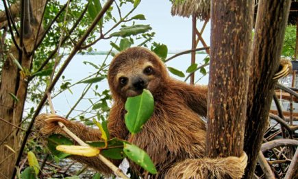 Міжнародний день лінивця: цікаві факти і милі фото найповільнішого ссавця на планеті