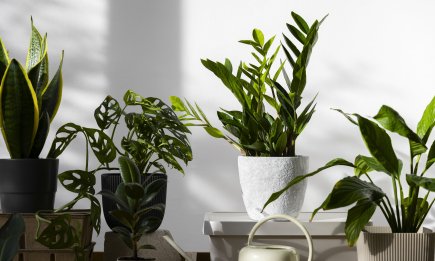 Если в горшке три бледных листочка — вы делаете что-то не так: как заставить вазоны пышнеть и буйствовать