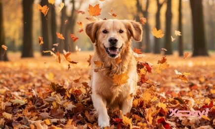 Чим небезпечна осінь для собаки: 5 головних загроз здоров'ю тварини