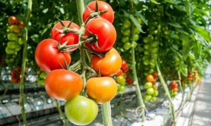Советы опытных дачников: если хотите, чтобы томаты плодоносили, засыпьте это в теплицу