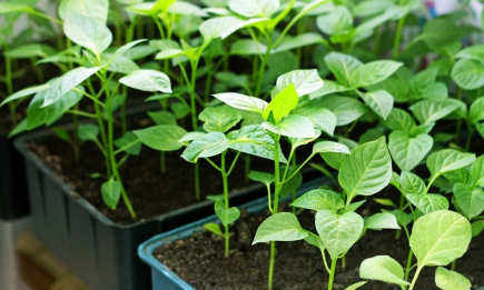 Как посадить перец, чтобы семена проросли уже на 5 день: советы опытных дачников