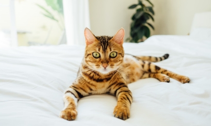 Ніжне нагадування: 5 золотих правил для здоров’я серця вашого котика