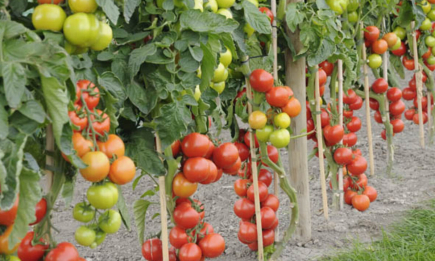 Що категорично не можна садити біля помідорів: це призведе до втрати врожаю