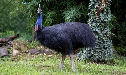 Гиганты птичьего мира: страус, эму и другие великаны, о которых вы не знали
