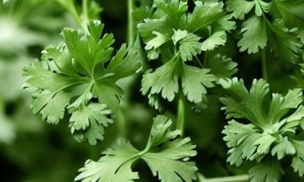 Посійте петрушку восени, але не у вересні, щоб на початку весни мати першу зелень