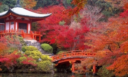 Парады гейш, цветение кленов и сакур: 7 причин посетить Японию в ноябре