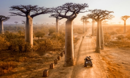 Тест: Что ты знаешь о Мадагаскаре?