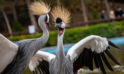 Наснилися журавлі? Ось що означає такий сон