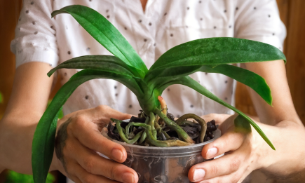 Чем протереть орхидею, чтобы она завалила вас цветами: дешевая хитрость из "мусора"