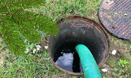 Ялинка осушить 300 л води на добу: які ще дерева можна посадити біля вигрібної ями?