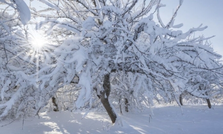 Дерева в зоні ризику: як врятувати сад від “липкого снігу”