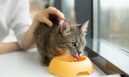 Ваш кот отказывается есть из миски? Ветеринары назвали причину