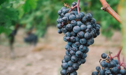 Чтобы урожай удивил: чем подкормить виноград осенью