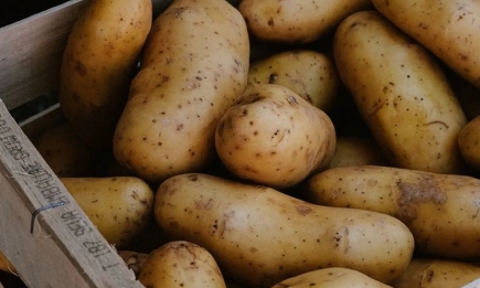 Спасти подмерзший картофель: агрономы подсказали единственный работающий способ